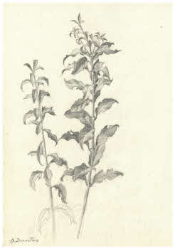 Visualizza l'immagine "FD D 2731"